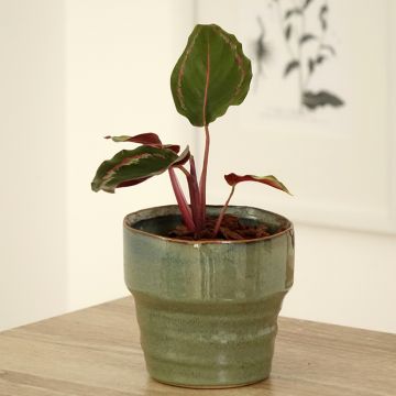 Calathea Medaillon