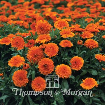 Graines de Calendula officinalis Candyman Orange - Souci des Jardins