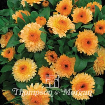 Calendula Nana Apricot Twist