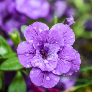 Calibrachoa Can-Can Rosies Blue - Mini-pétunia double