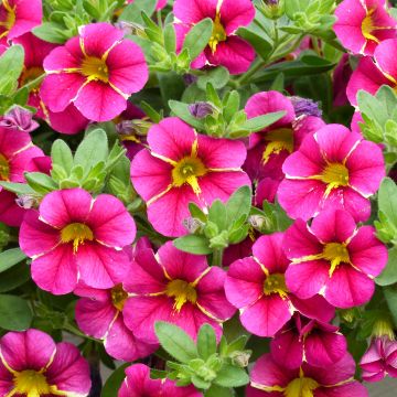 Calibrachoa Superbells Cherry Star