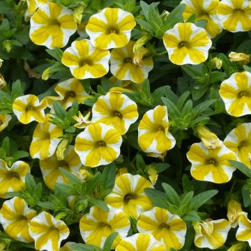 Calibrachoa Superbells Lemon Slice