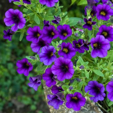 Calibrachoa Superbells Unique Blue Violet - Mini-pétunia