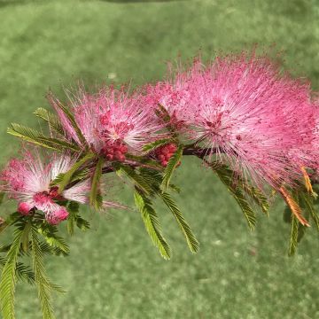 Calliandra surinamensis Dixie Pink - Arbre aux houpettes