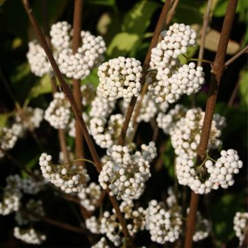 Callicarpa bodinieri Magical Snowstar