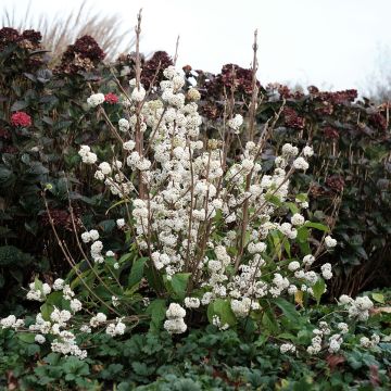 Callicarpa bodinieri Magical Snowqueen 