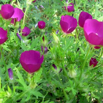 Callirhoe involucrata - Mauve-pavot.