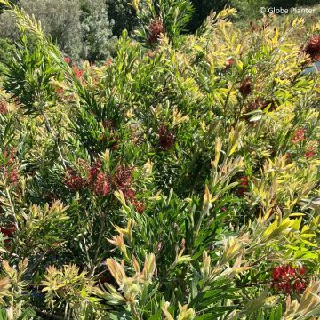 Callistemon Inferno - Rince bouteille