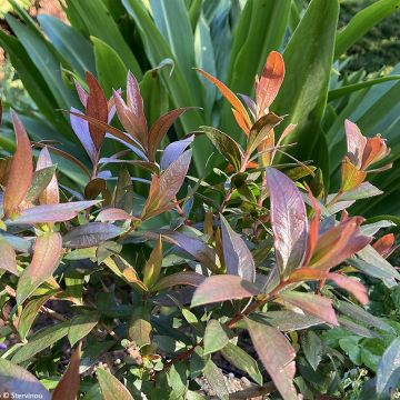 Callistemon Red rocket - Rince bouteille