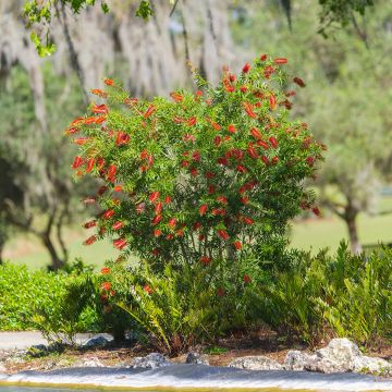 Callistemon Woodlander's Hardy - Rince-bouteille