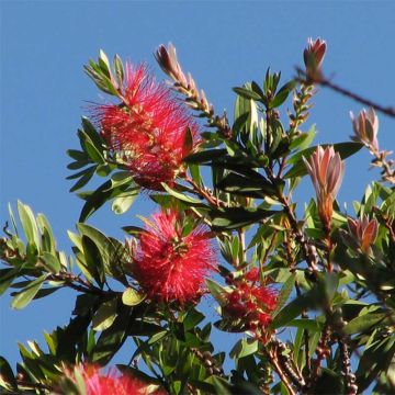 Callistemon  citrinus Splendens - Rince-bouteille citrine