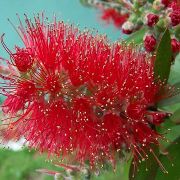 Callistemon masotti Mini Red - Rince bouteille