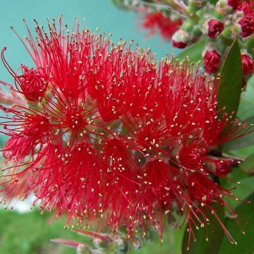 Callistemon (x leavis) - Rince-bouteille - Les Jardins de Phocas