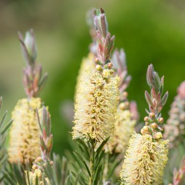 Callistemon pityoides Widdicomb Gem - Rince-bouteille