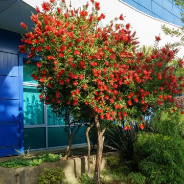 Callistemon rigidus - Rince-bouteille
