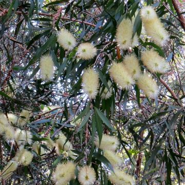 Callistemon salignus - Rince bouteille - Melaleuca salicina