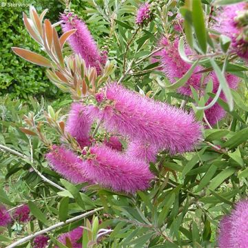 Callistemon salignus Perth Pink - Rince bouteille