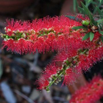 Callistemon viminalis Captain Cook - Rince-bouteille