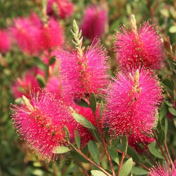 Callistemon viminalis Hot Pink - Rince-bouteille pleureur.