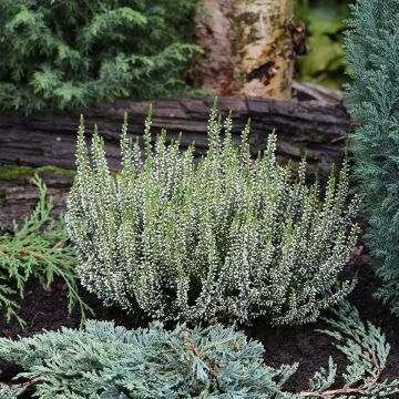 Bruyère d'été - Calluna Garden Girls® Gina