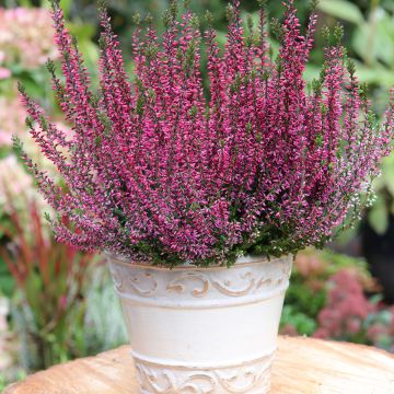 Bruyère d'été - Calluna Garden Girls® Gina