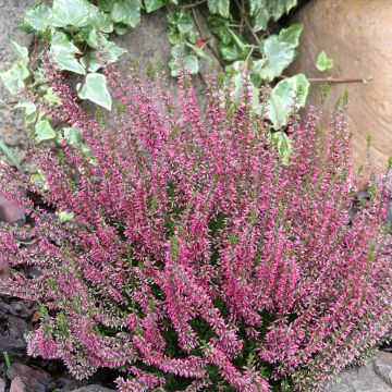 Bruyère d'été - Calluna Garden Girls® Gina