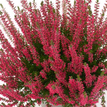 Bruyère d'été - Calluna Garden Girls® Gina