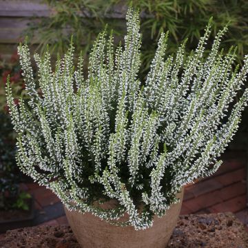 Bruyère d'été - Calluna Garden Girls® Gina