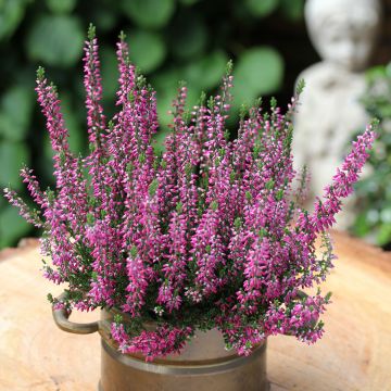 Bruyère d'été - Calluna Garden Girls® Gina