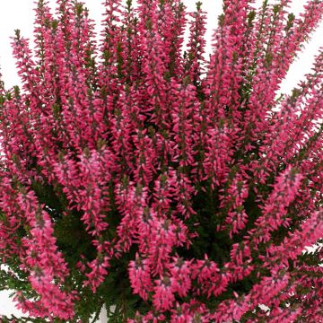 Bruyère d'été - Calluna Garden Girls® Gina