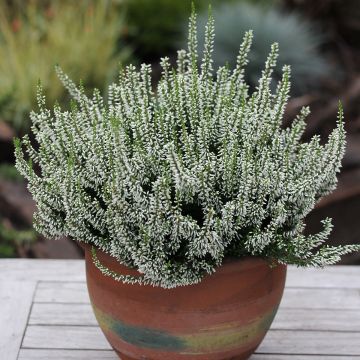 Bruyère d'été - Calluna Garden Girls® Gina