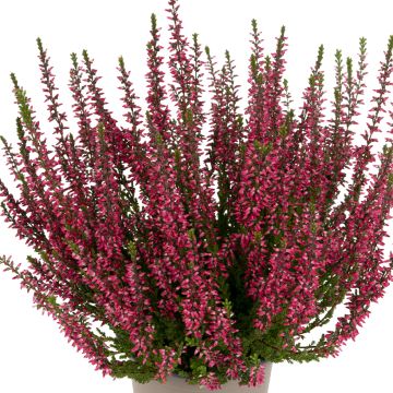 Bruyère d'été - Calluna Garden Girls® Gina