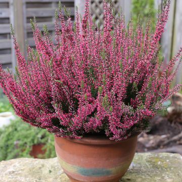 Bruyère d'été - Calluna Garden Girls® Gina