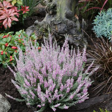 Bruyère d'été - Calluna Garden Girls® Gina