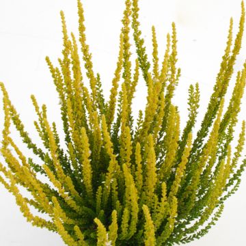 Bruyère d'été - Calluna Garden Girls® Gina