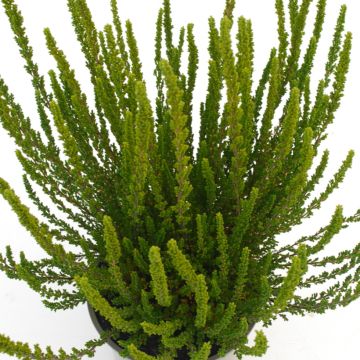 Bruyère d'été - Calluna Garden Girls® Gina