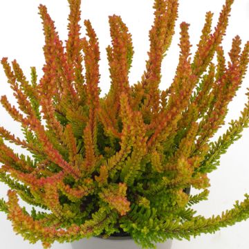 Bruyère d'été - Calluna Garden Girls® Gina