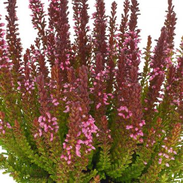 Bruyère d'été - Calluna Garden Girls® Gina