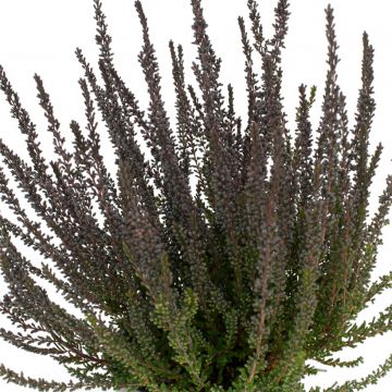 Bruyère d'été - Calluna Garden Girls® Gina