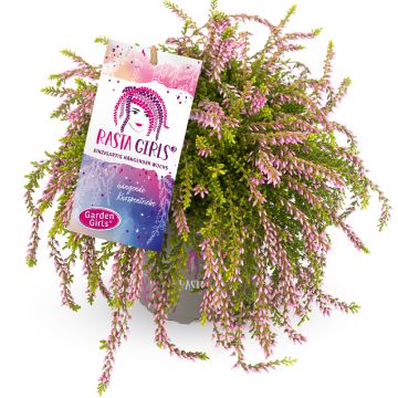 Bruyère d'été retombante - Calluna Rasta Girls Rosa Claire