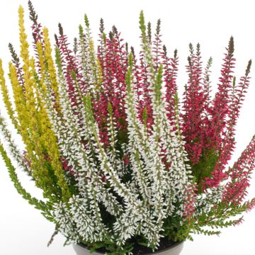 Bruyère d'été - Calluna Garden Girls® Gina