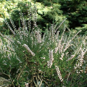 Bruyère d'été - Calluna vulgaris Alba