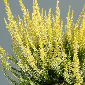 Bruyère d'été - Calluna Garden Girls® Gina