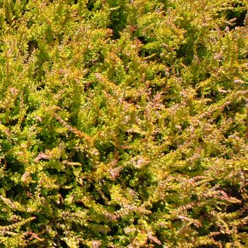 Bruyère d'été - Calluna vulgaris Boskoop