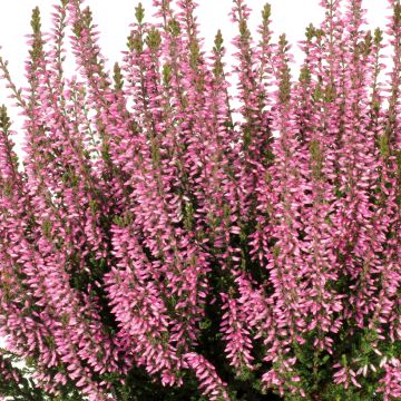 Bruyère d'été - Calluna Garden Girls Pink Bettina