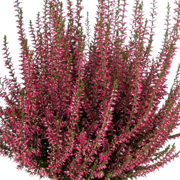 Bruyère d'été - Calluna Garden Girls® Gina