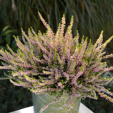 Bruyère d'été - Calluna vulgaris Theresa