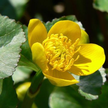 Caltha palustris Polypetala - Populage - Souci des marais