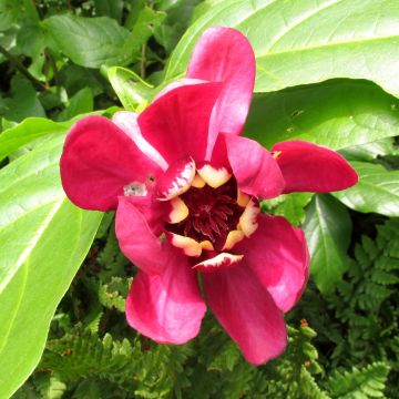 Calycanthus raulstonii Aphrodite - Arbre aux anémones.