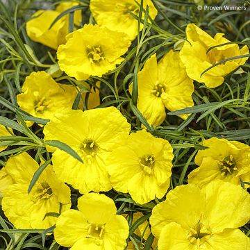 Calylophus serrulatus Superlophus Yellow - Oenothera serrulata, Onagre